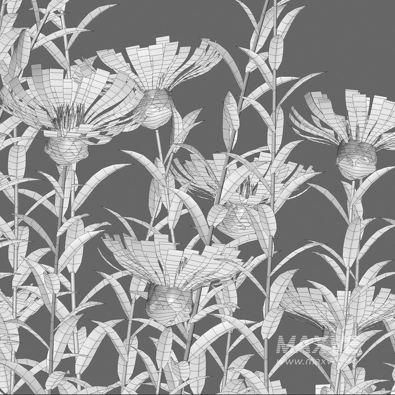 Centaurea – Cornflower – Bachelor button - Image 4