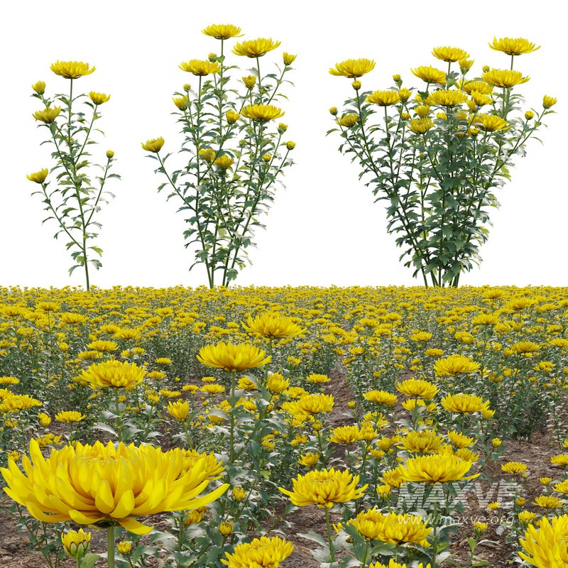 Chrysanthemum grandiflorum 02 - Image 1