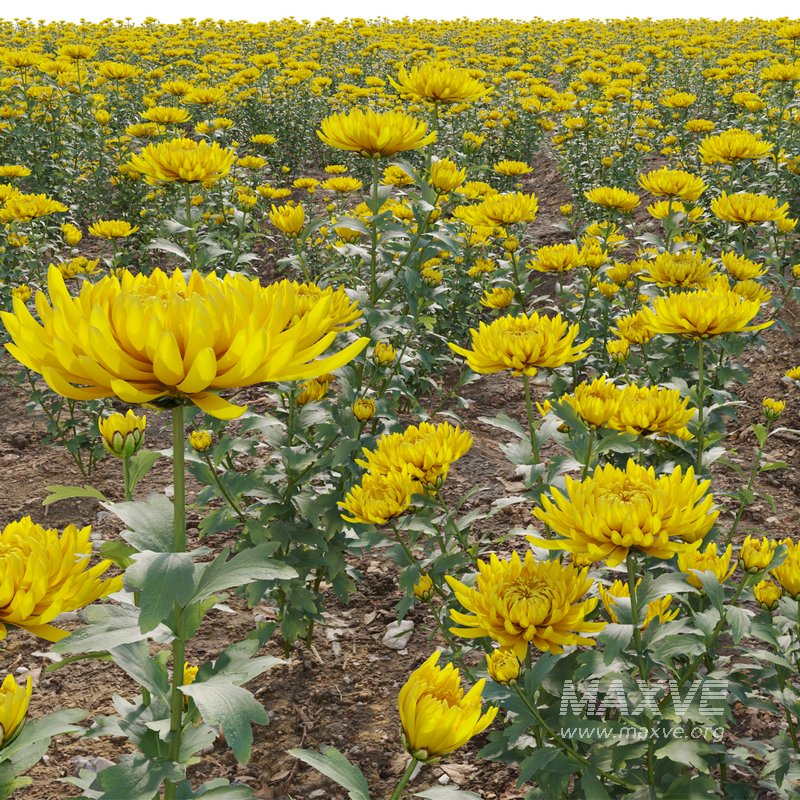 Chrysanthemum grandiflorum 02 - Image 2
