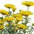 Chrysanthemum grandiflorum 02 - Thumbnail 3