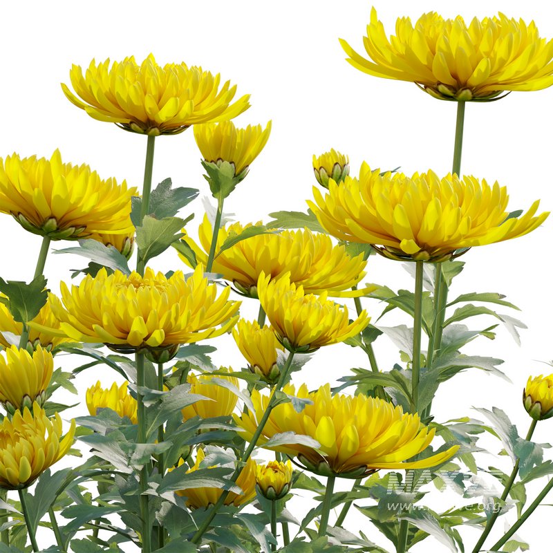 Chrysanthemum grandiflorum 02 - Image 3