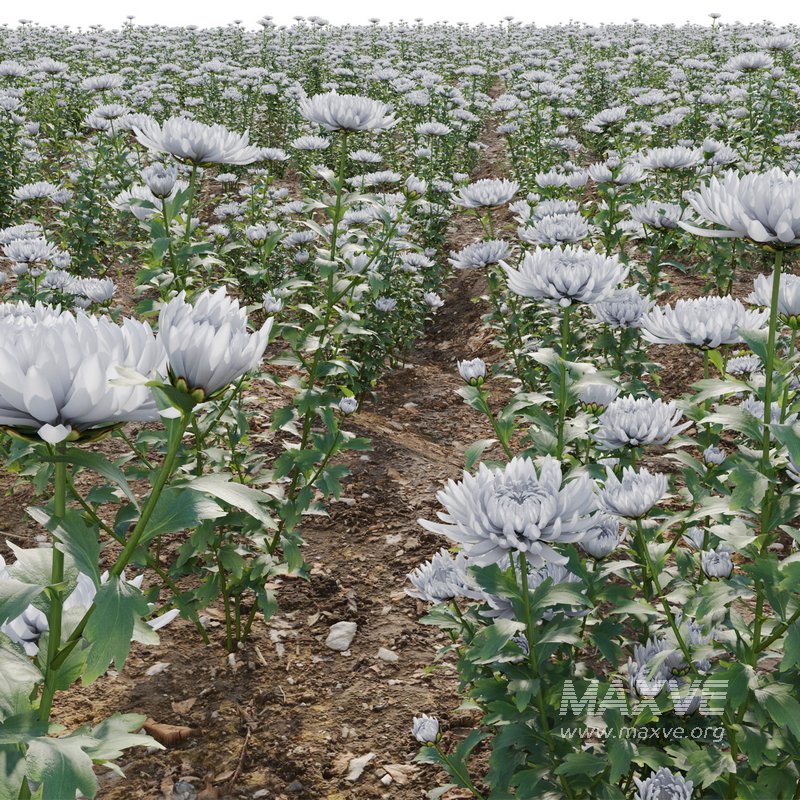 Chrysanthemum grandiflorum 02 - Image 3