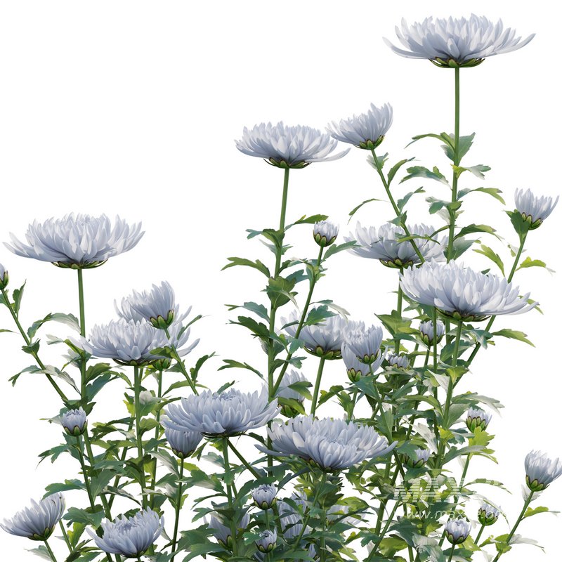 Chrysanthemum grandiflorum 02 - Image 2