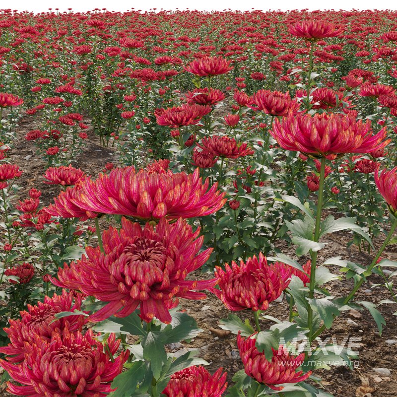 Chrysanthemum grandiflorum 03 - Image 3