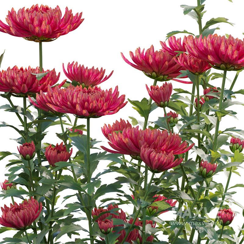 Chrysanthemum grandiflorum 03 - Image 2