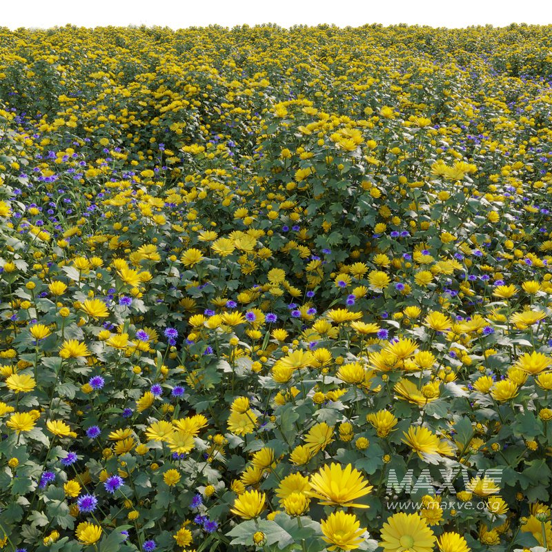 Chrysanthemum morifolium 01 - Image 2