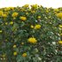 Chrysanthemum morifolium 01 - Thumbnail 3