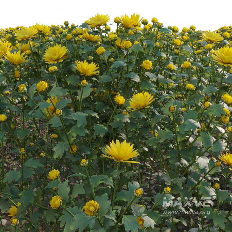 Chrysanthemum morifolium 01 - Image 3