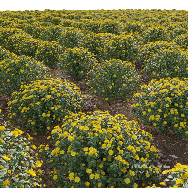 Chrysanthemum morifolium 01 - Image 4