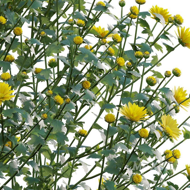 Chrysanthemum morifolium 02 - Image 3