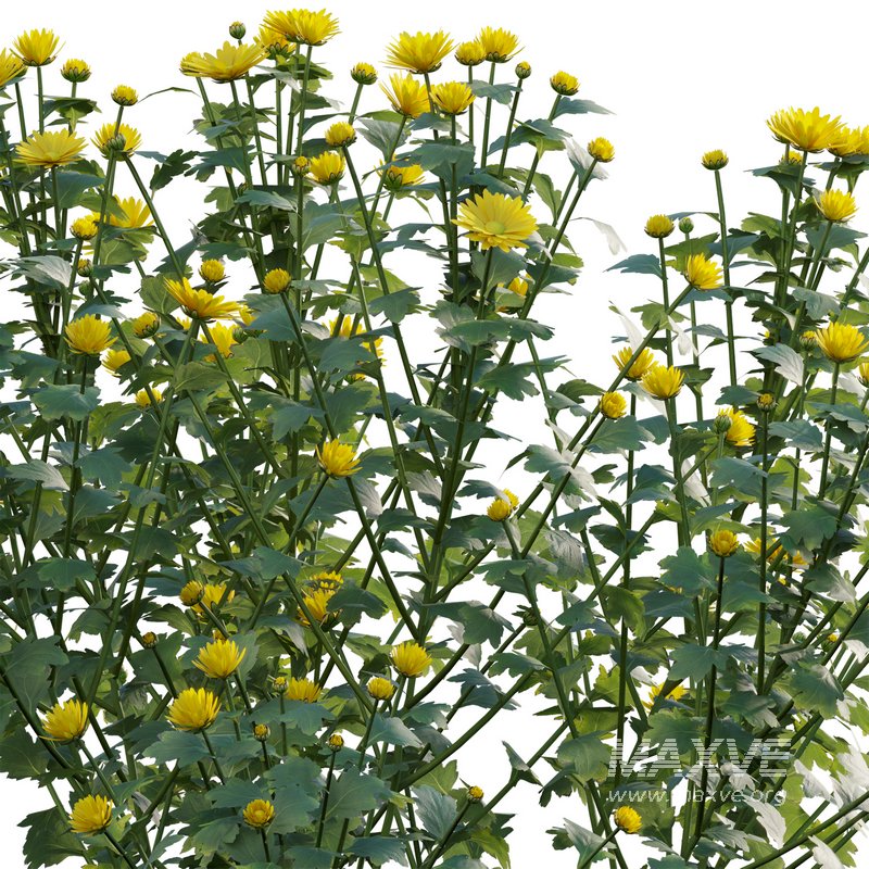 Chrysanthemum morifolium 02 - Image 2