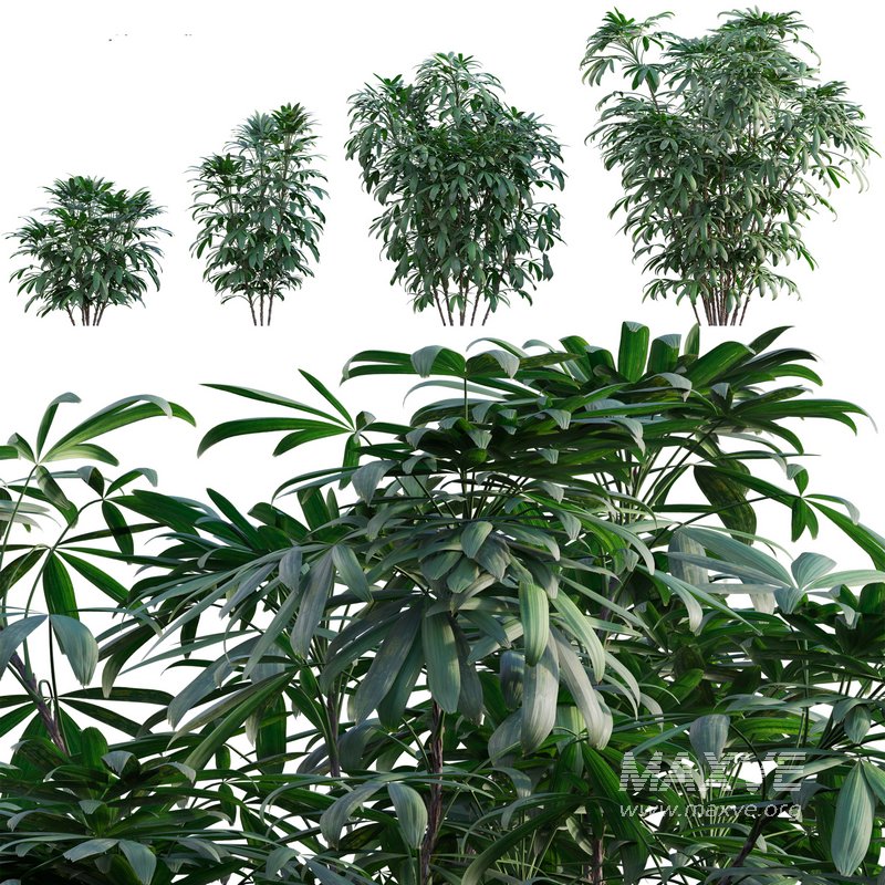 Chuniophoenix humilis – Rhapis humilis – Bamboo Palm - Image 1