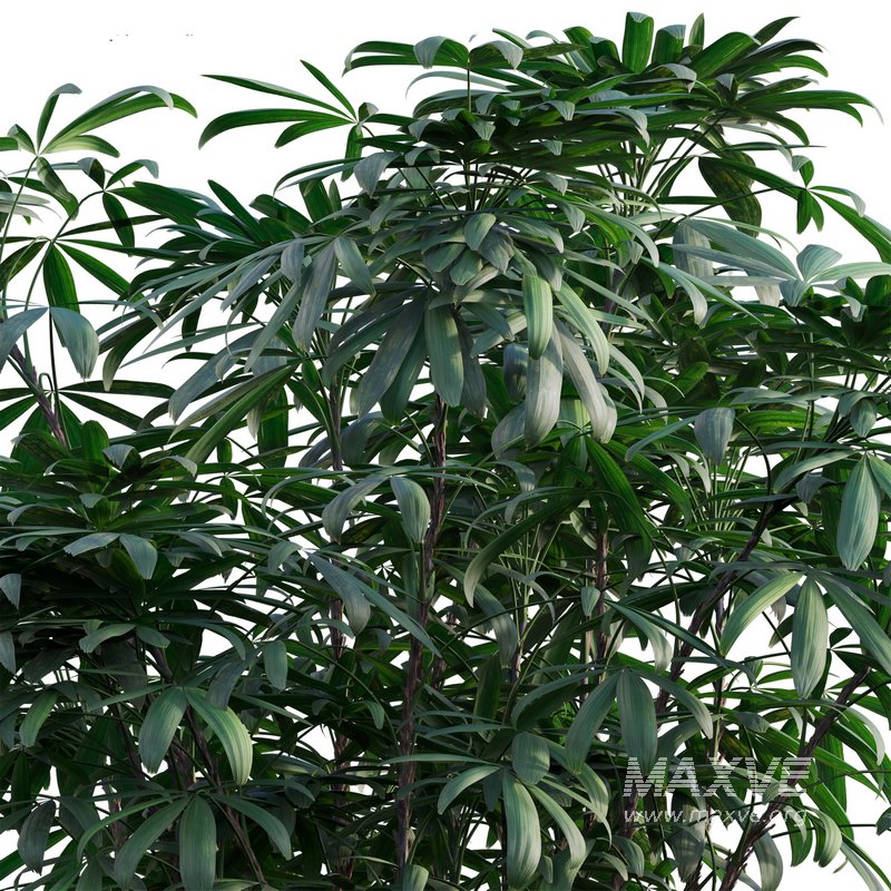 Chuniophoenix humilis – Rhapis humilis – Bamboo Palm - Image 2