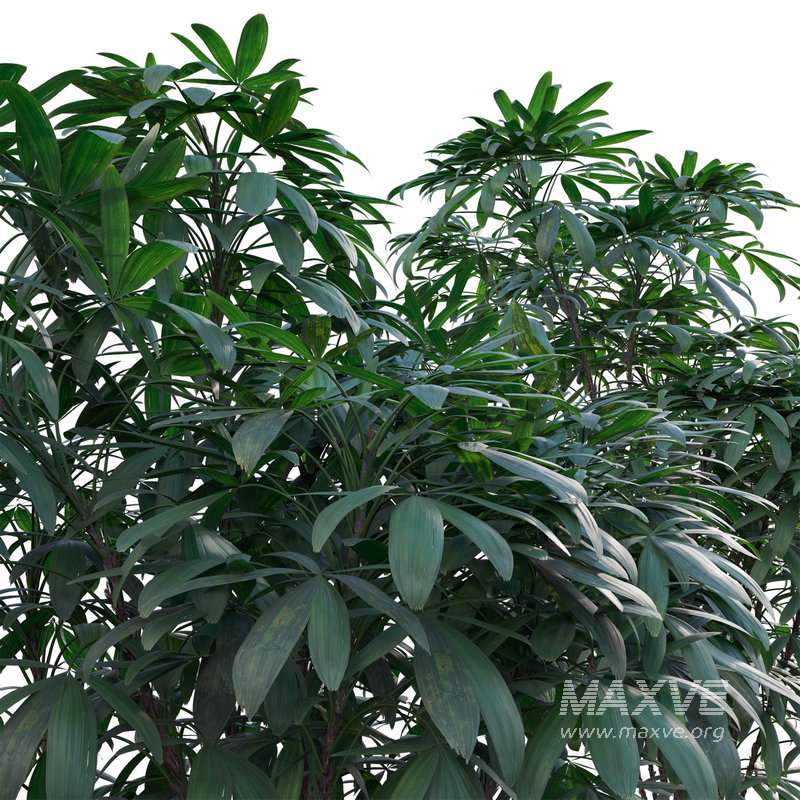 Chuniophoenix humilis – Rhapis humilis – Bamboo Palm - Image 3