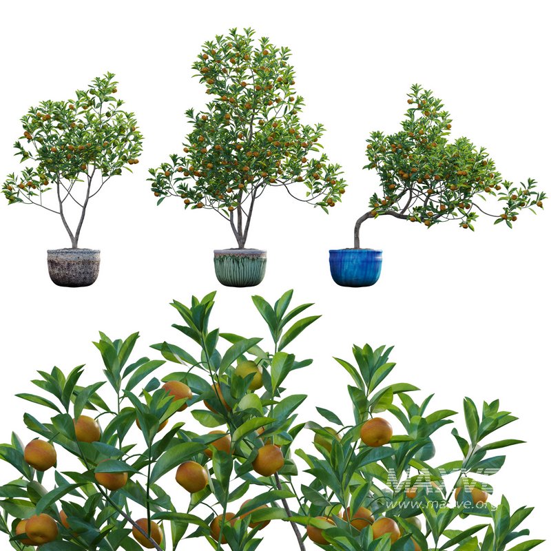 Citrus japonica Japonica – Kumquat 01 - Image 1