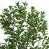 Citrus japonica Japonica – Kumquat 02 - Thumbnail 3