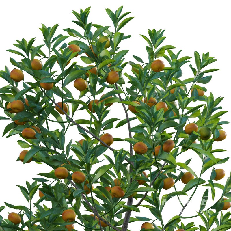 Citrus japonica Japonica – Kumquat 02 - Image 3