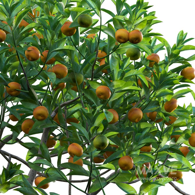 Citrus japonica Japonica – Kumquat 02 - Image 2