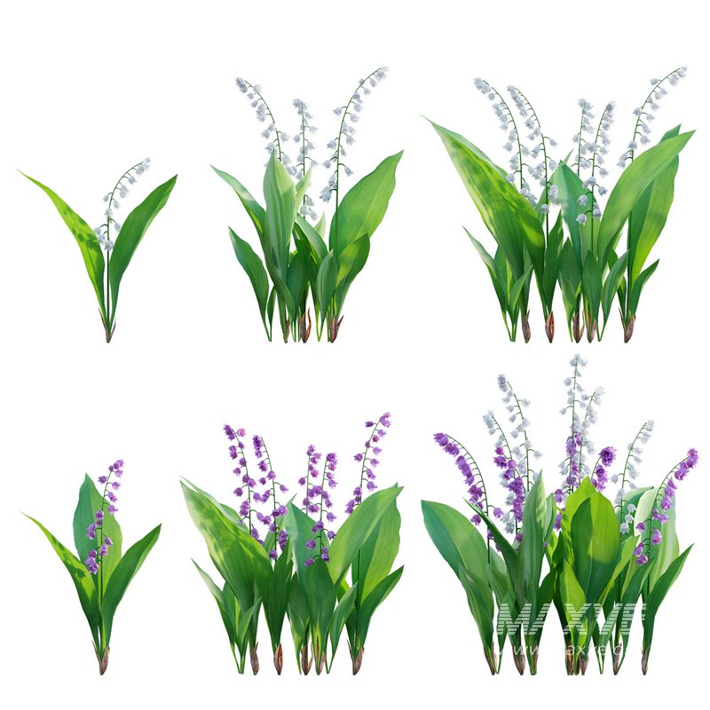 Convallaria majalis – Lily of the Valley - Image 1