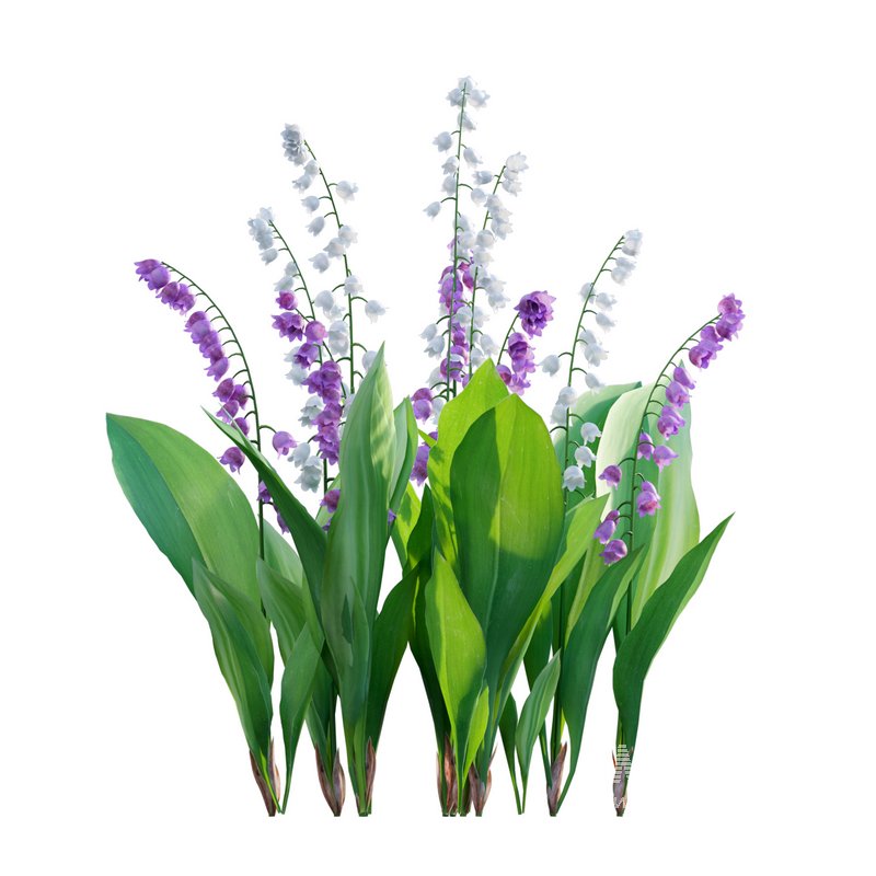 Convallaria majalis – Lily of the Valley - Image 2