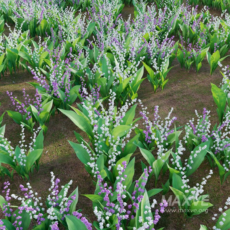 Convallaria majalis – Lily of the Valley - Image 3