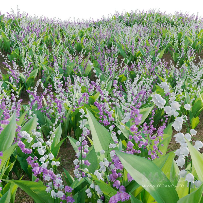 Convallaria majalis – Lily of the Valley - Image 4
