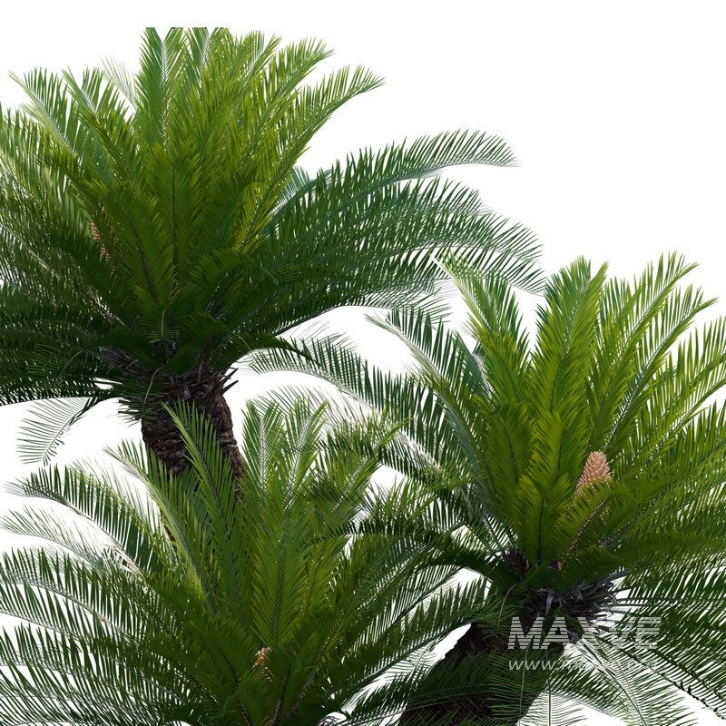 Cycas revoluta – Sago Palm 02 - Image 2