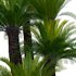 Cycas revoluta – Sago Palm 02 - Thumbnail 3
