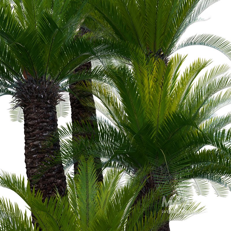 Cycas revoluta – Sago Palm 02 - Image 3