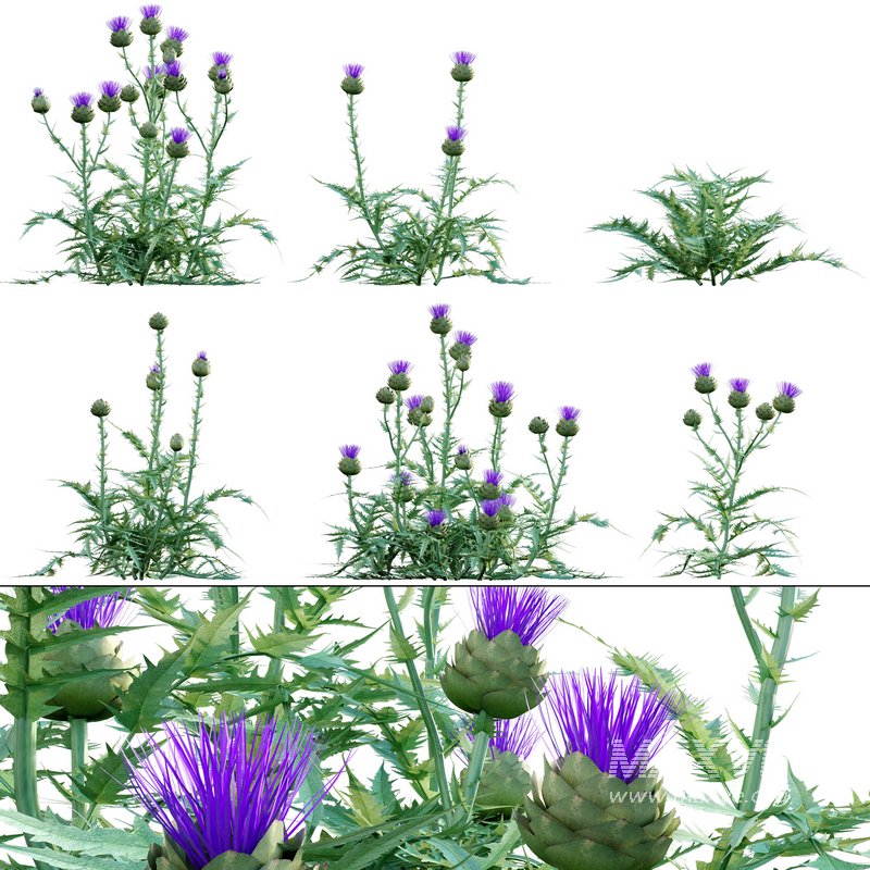 Cynara cardunculus – Artichoke – Cardoon - Image 1