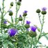 Cynara cardunculus – Artichoke – Cardoon - Thumbnail 2