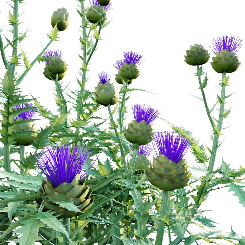 Cynara cardunculus – Artichoke – Cardoon - Image 2