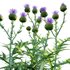 Cynara cardunculus – Artichoke – Cardoon - Thumbnail 3