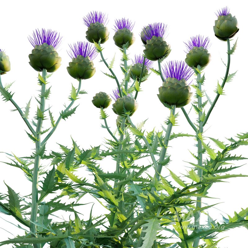 Cynara cardunculus – Artichoke – Cardoon - Image 3