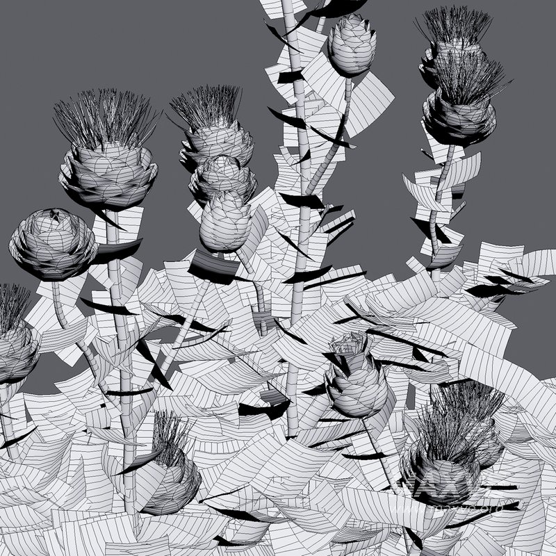 Cynara cardunculus – Artichoke – Cardoon - Image 4