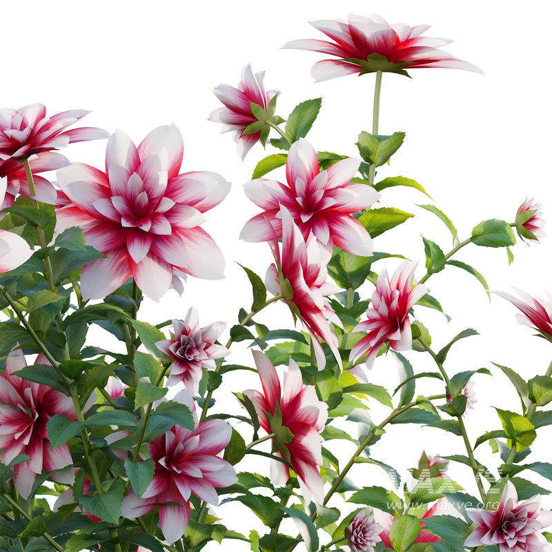 Dahlia flowers 02 - Image 2