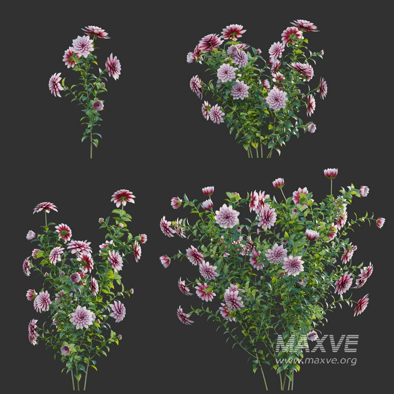 Dahlia flowers 02 - Image 1