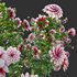 Dahlia flowers 02 - Thumbnail 2