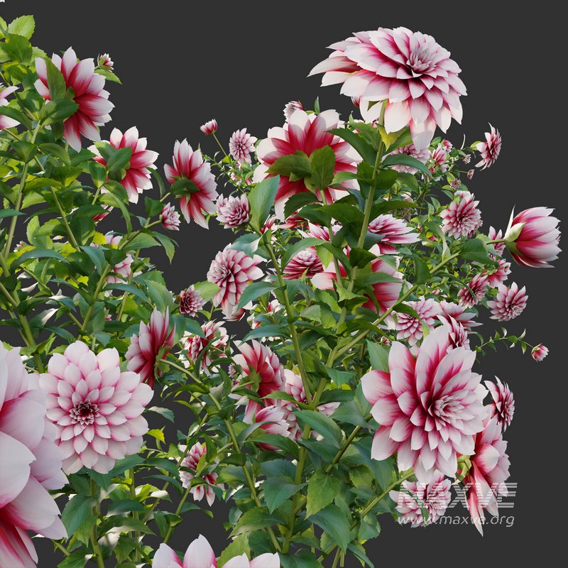 Dahlia flowers 02 - Image 2