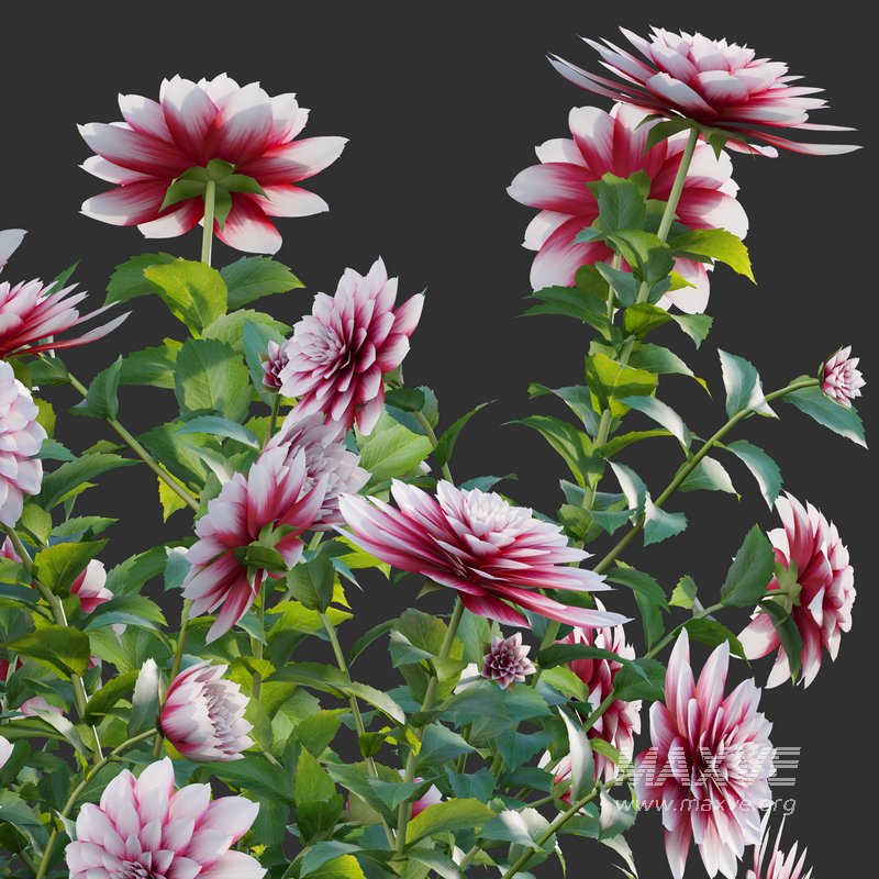 Dahlia flowers 02 - Image 3