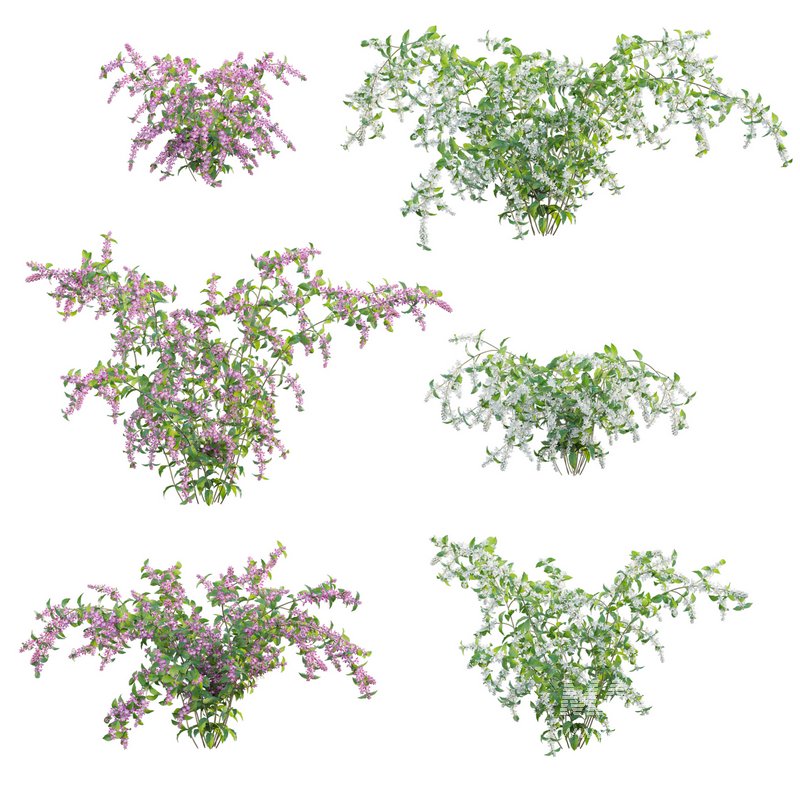 Deutzia Plants Japanese Snow Flower - Image 1