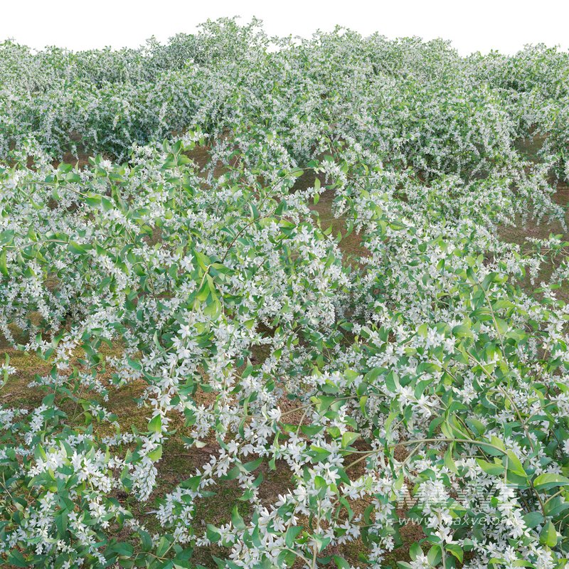 Deutzia Plants Japanese Snow Flower - Image 2