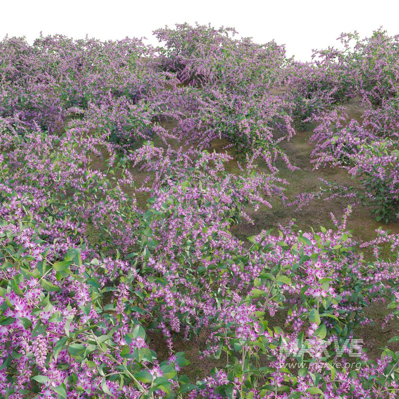 Deutzia Plants Japanese Snow Flower - Image 3