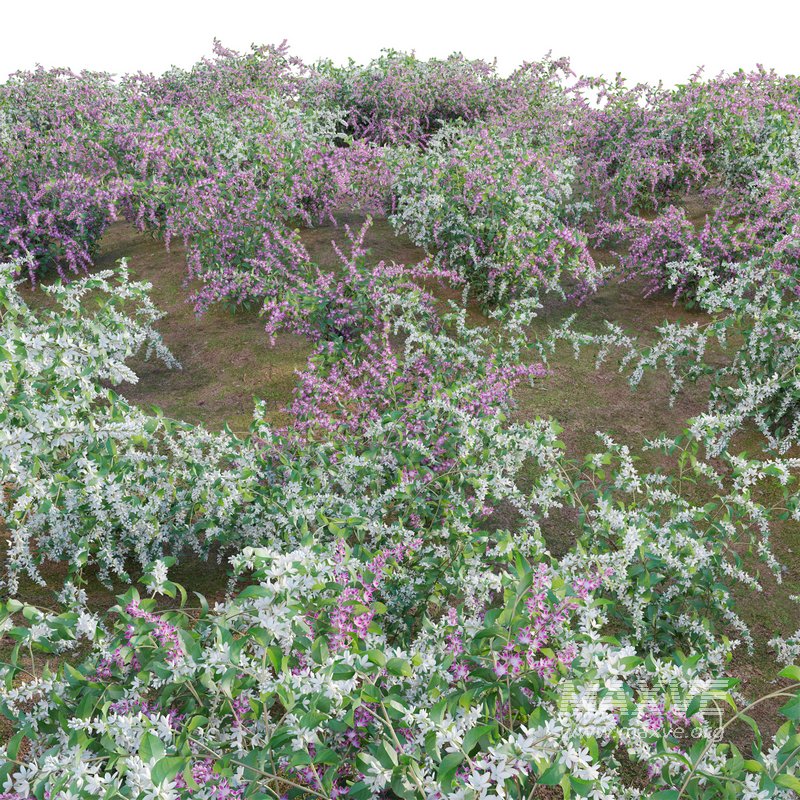 Deutzia Plants Japanese Snow Flower - Image 3