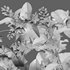 Deutzia Plants Japanese Snow Flower - Thumbnail 5