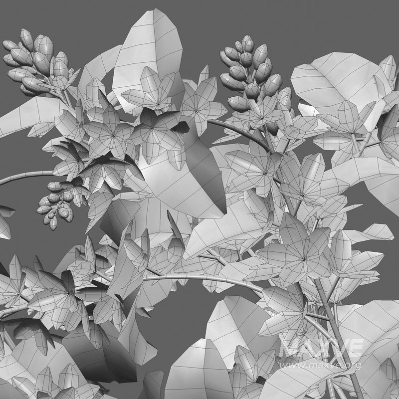 Deutzia Plants Japanese Snow Flower - Image 5