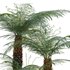 Dicksonia antarctica – Soft Tree Fern 02 - Thumbnail 2