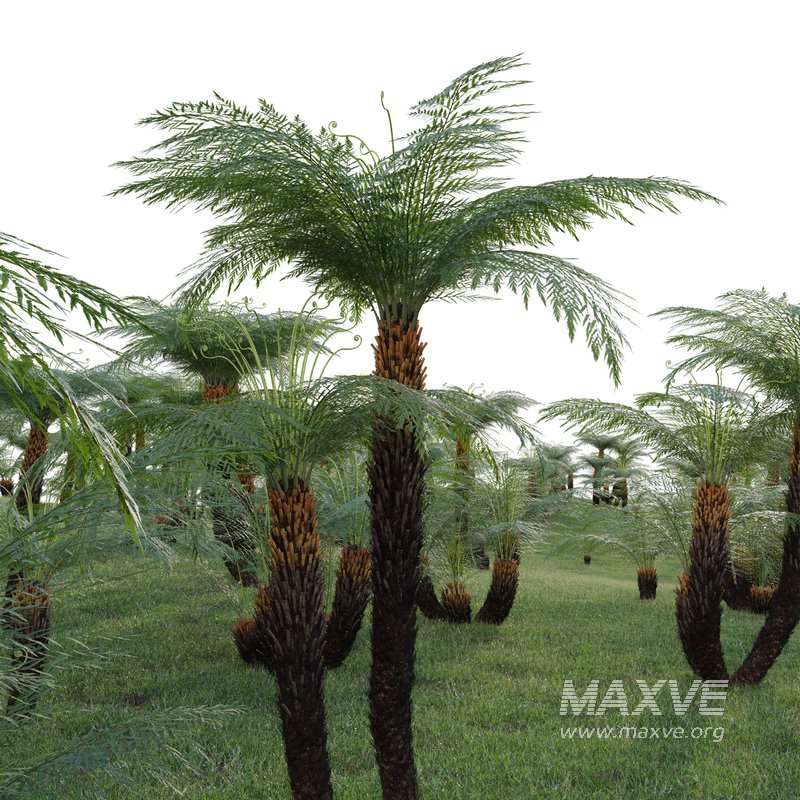 Dicksonia antarctica – Soft Tree Fern 02 - Image 3