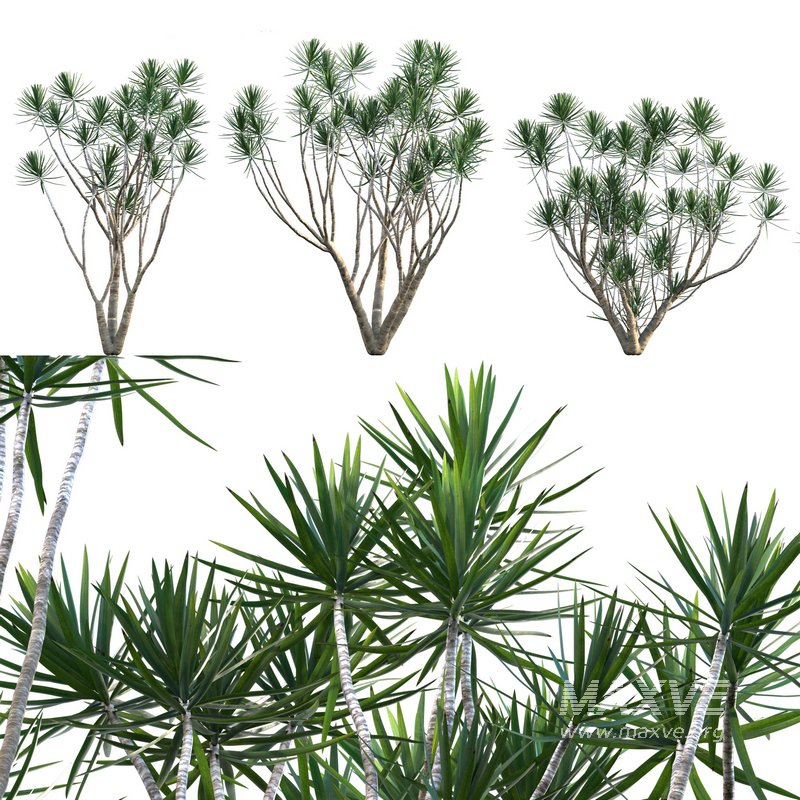 Dracaena Marginata – Madagascar Dragon Tree - Image 1