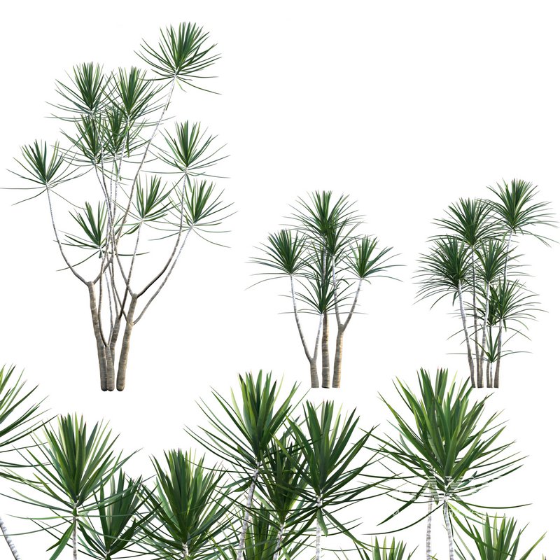 Dracaena Marginata – Madagascar Dragon Tree 02 - Image 1